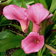 Zantedeschia Rehmannii