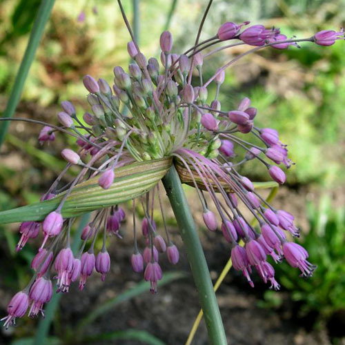 Allium Carinatum Pulchellum