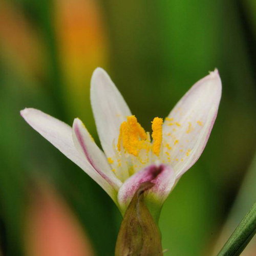 Zephyranthes Minima