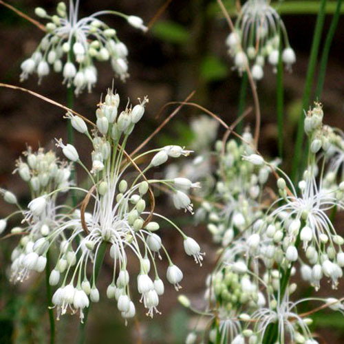 Allium Carinatum Pulchellum Album