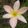 Zephyranthes Praire Sunset