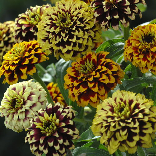 Zinnia Jazzy Mix