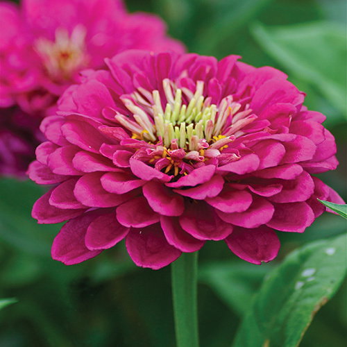 Zinnia Purple Prince