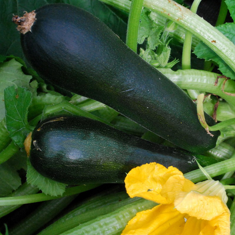 Zucchini Black