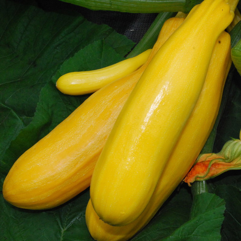 Zucchini Golden
