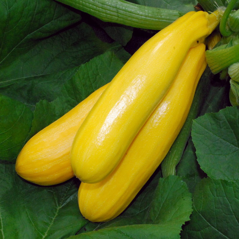 Zucchini Golden