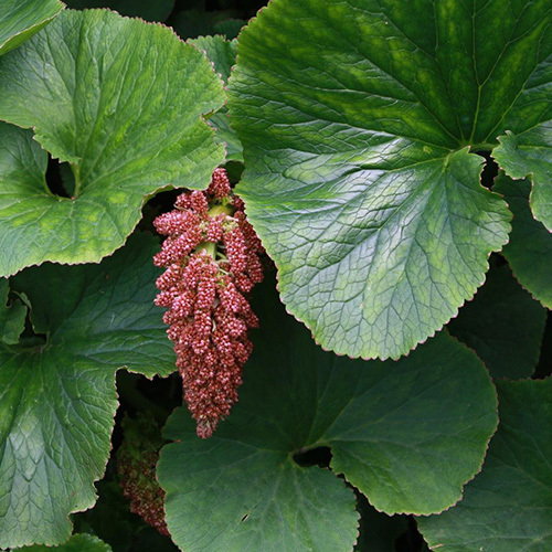 Gunnera Seeds | Plant World Seeds