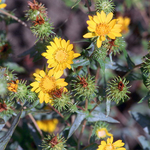 Puget Gumweed