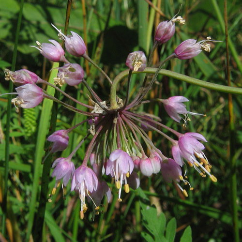 Allium Cernuum