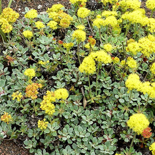 Eriogonum Umbellatum
