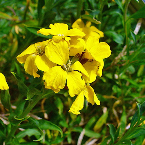 Erysimum Cheiri