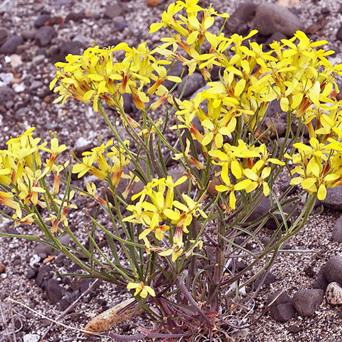 Erysimum Occidentale