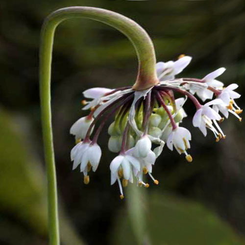 Allium Cernuum Alba