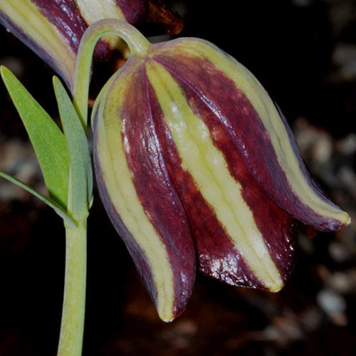 Fritillaria Graeca