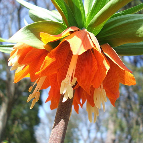 Fritillaria Imperialisrubra Maxima
