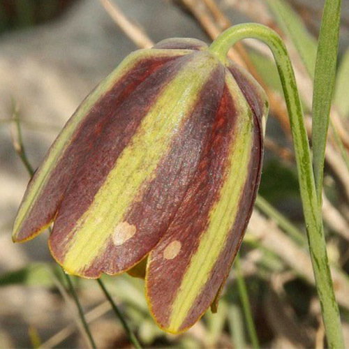 Fritillaria Messanensis Gracilis