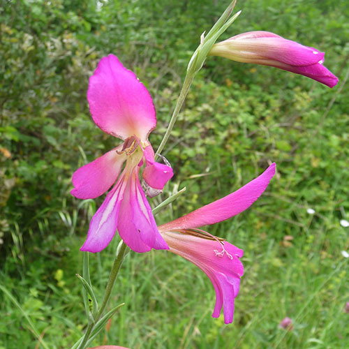 Gladiolus Italicus