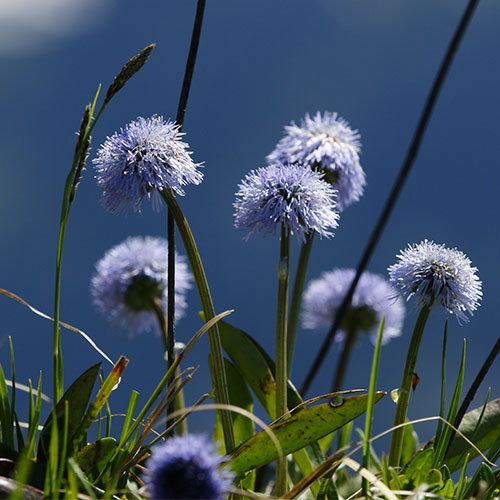 Globularia Nudicaulis