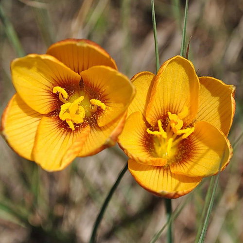 Harbarthus Tubispanthus Yellow