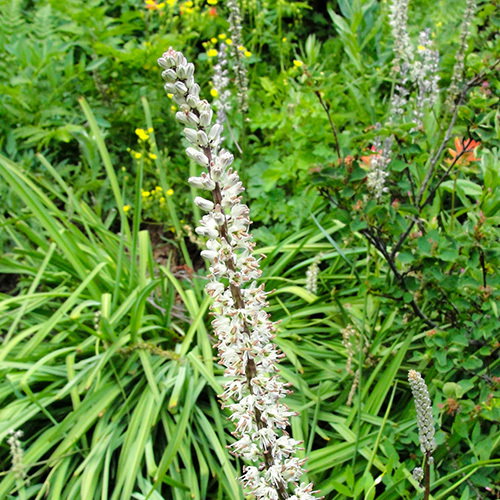 Hastingsia Alba