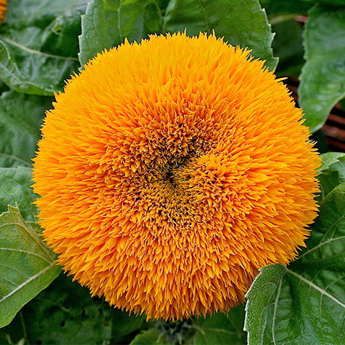 Helianthus Annuus Teddy Bear