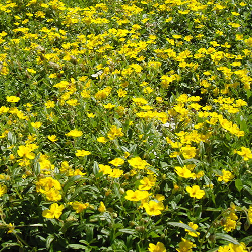Helianthemum Nummularium