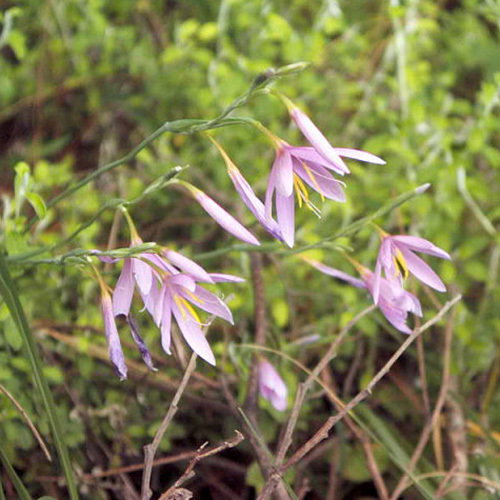 Hesperantha Huttonii