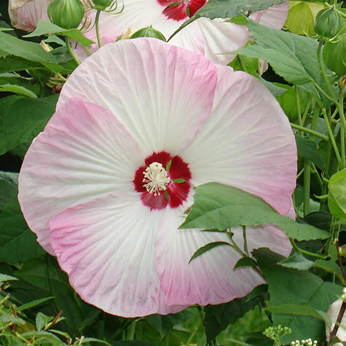 Hibiscus Moscheatus