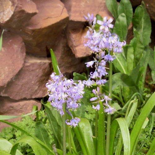 Hyacinthoides Hispanica Algerensis