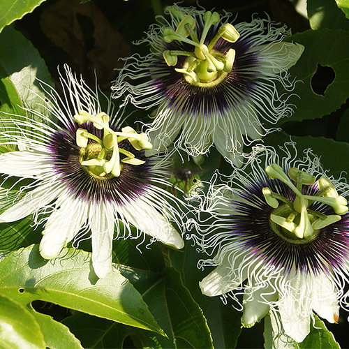 Passiflora Edulis Flavicarpa Flowers