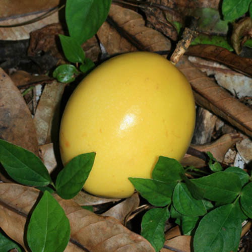 Passiflora Edulis Yellow