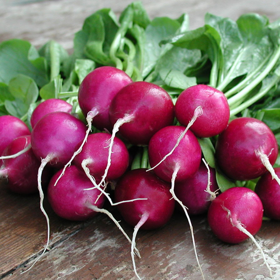 Viola Radish