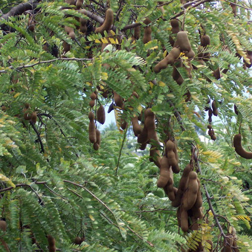 Tamarindus Indica Pods