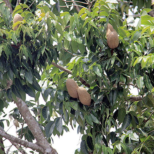 Swietenia Macrophylla