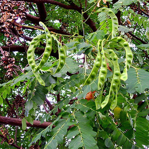 Adenanthera Pavonina