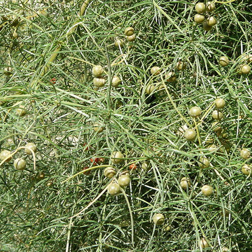 Asparagus Verticillatus