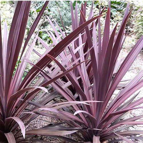 Cordyline Australis Purpurea