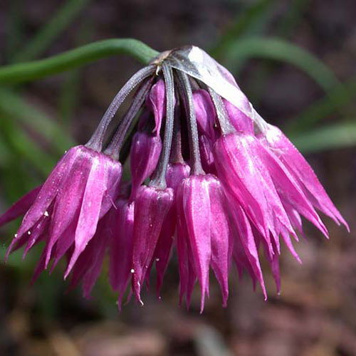 22 Allium Farreri
