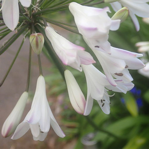 Agapanthus White Blue Tips