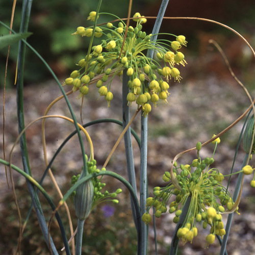 Allium Flavum