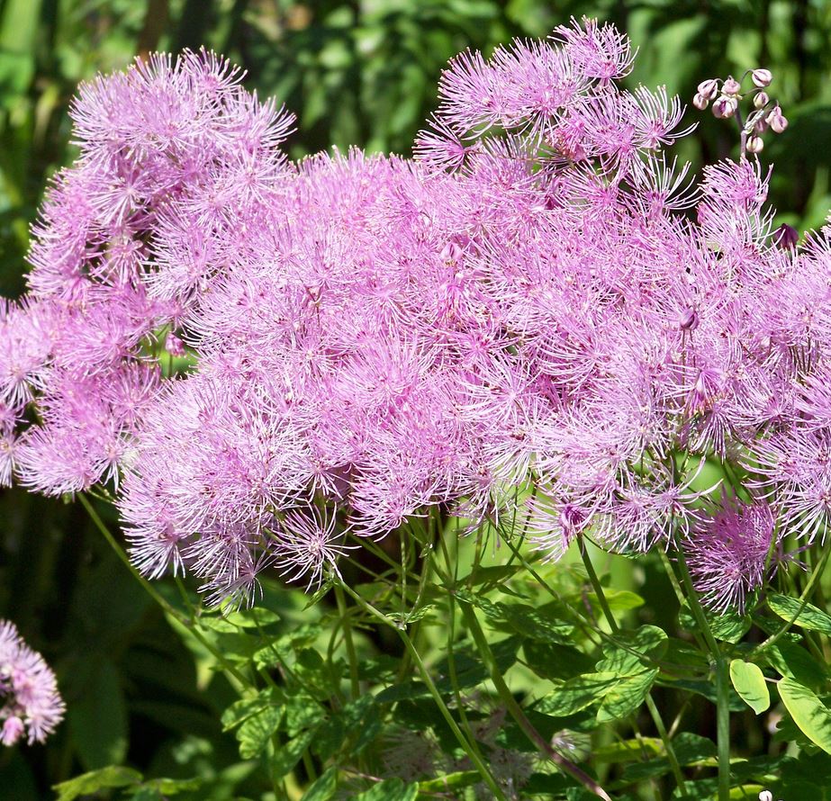 Thalictrum Aquilegifolium