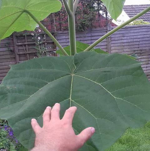 Paulownia Hand