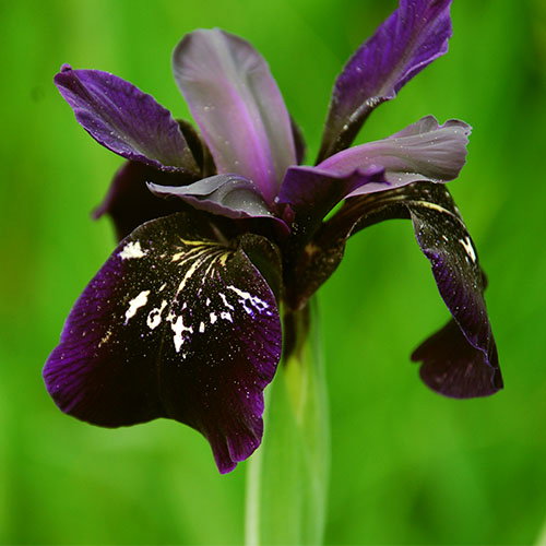 Iris Chrysographes Black Knight
