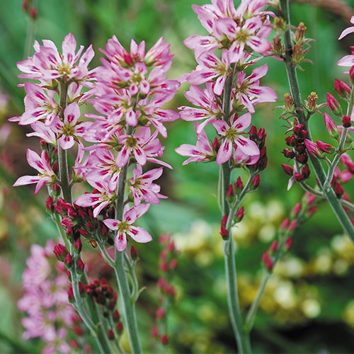 Francoa Sonchifolia