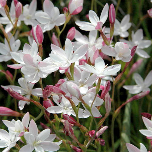 Hesperantha Cucullata Group
