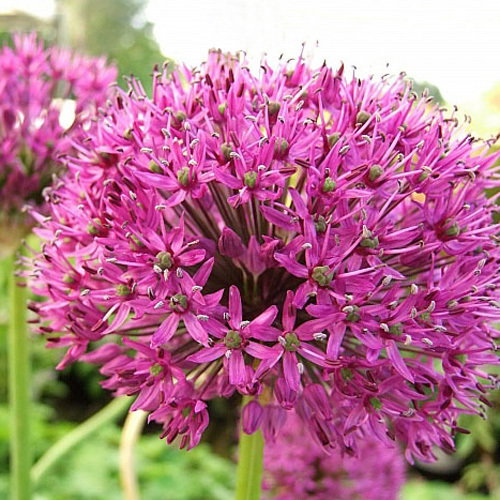23 Allium Hollandicum Purple Sensation