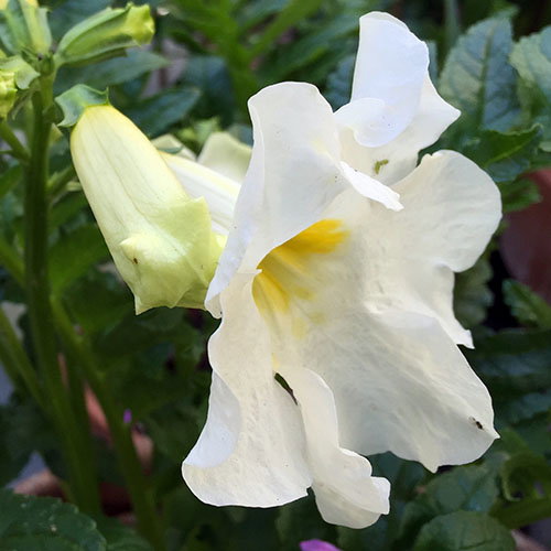 Incarvillea Delavayi Snowtop