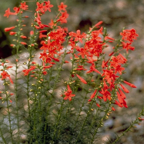 Ipomopsis Rubra