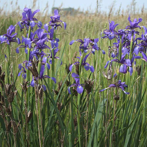 Iris Spuria