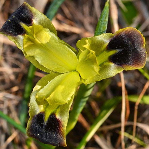 Iris Tuberosa
